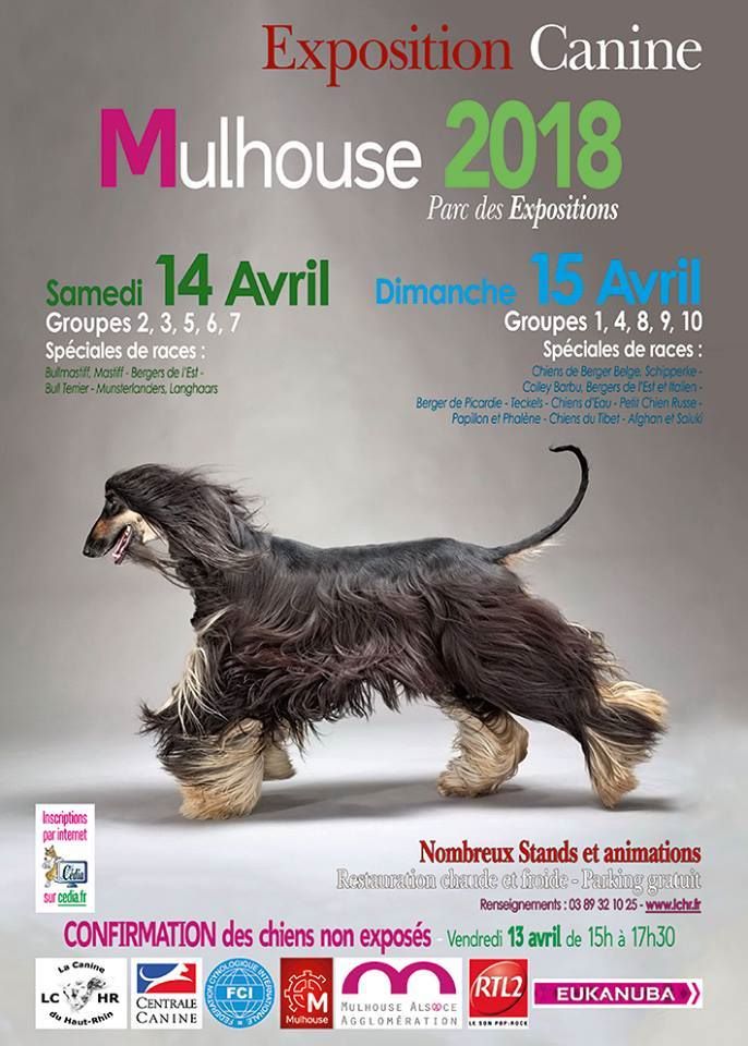 Du Domaine Du Fuchsberg - 14 et 15 avril 2018 : découvrez le massage canin