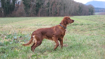 Du Domaine Du Fuchsberg - Caprice : notre chienne franco-suisse