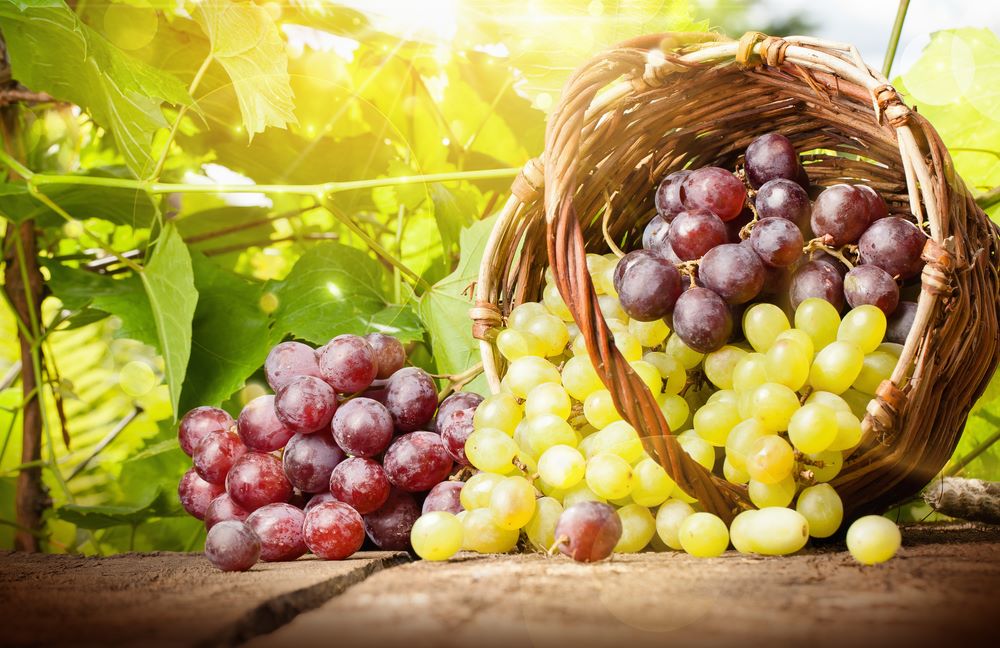 Du Domaine Du Fuchsberg - Le raisin est un aliment toxique pour le chien 
