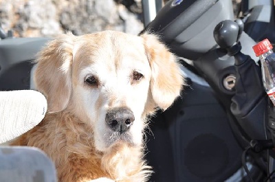 Du Domaine Du Fuchsberg - Les bienfaits du massage canin pour le vieux chien