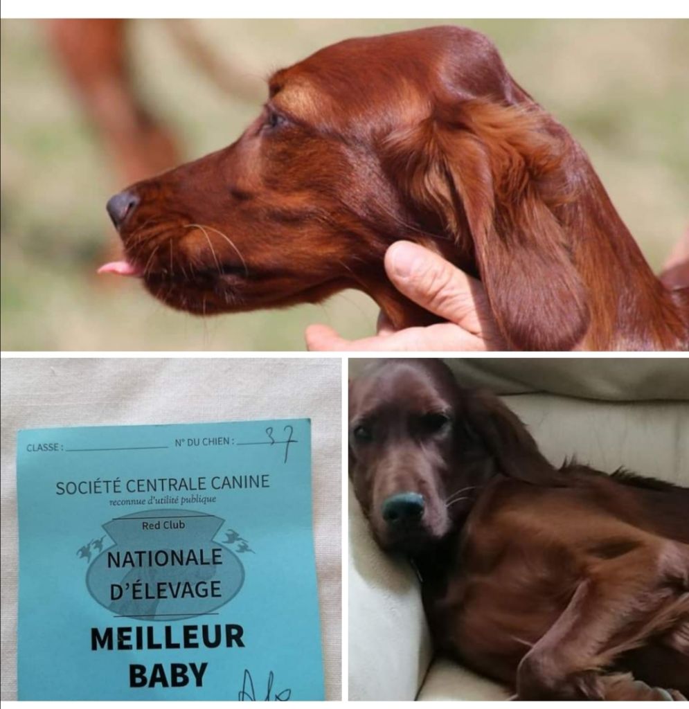 Du Domaine Du Fuchsberg - Teelin meilleur Baby de la Nationale d'Elevage 2022