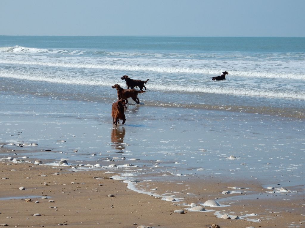 Du Domaine Du Fuchsberg - Beach Dogs !!!