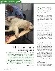  - Super article sur le Massage Canin , revue SCC Page 1