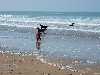  - Beach Dogs !!!