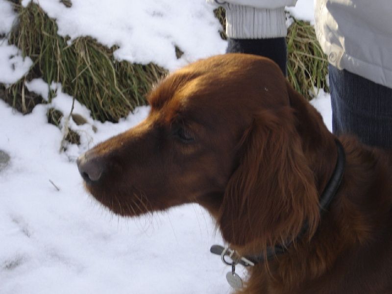 Du Domaine Du Fuchsberg - 30 janvier 2001 : naissance de notre première chienne