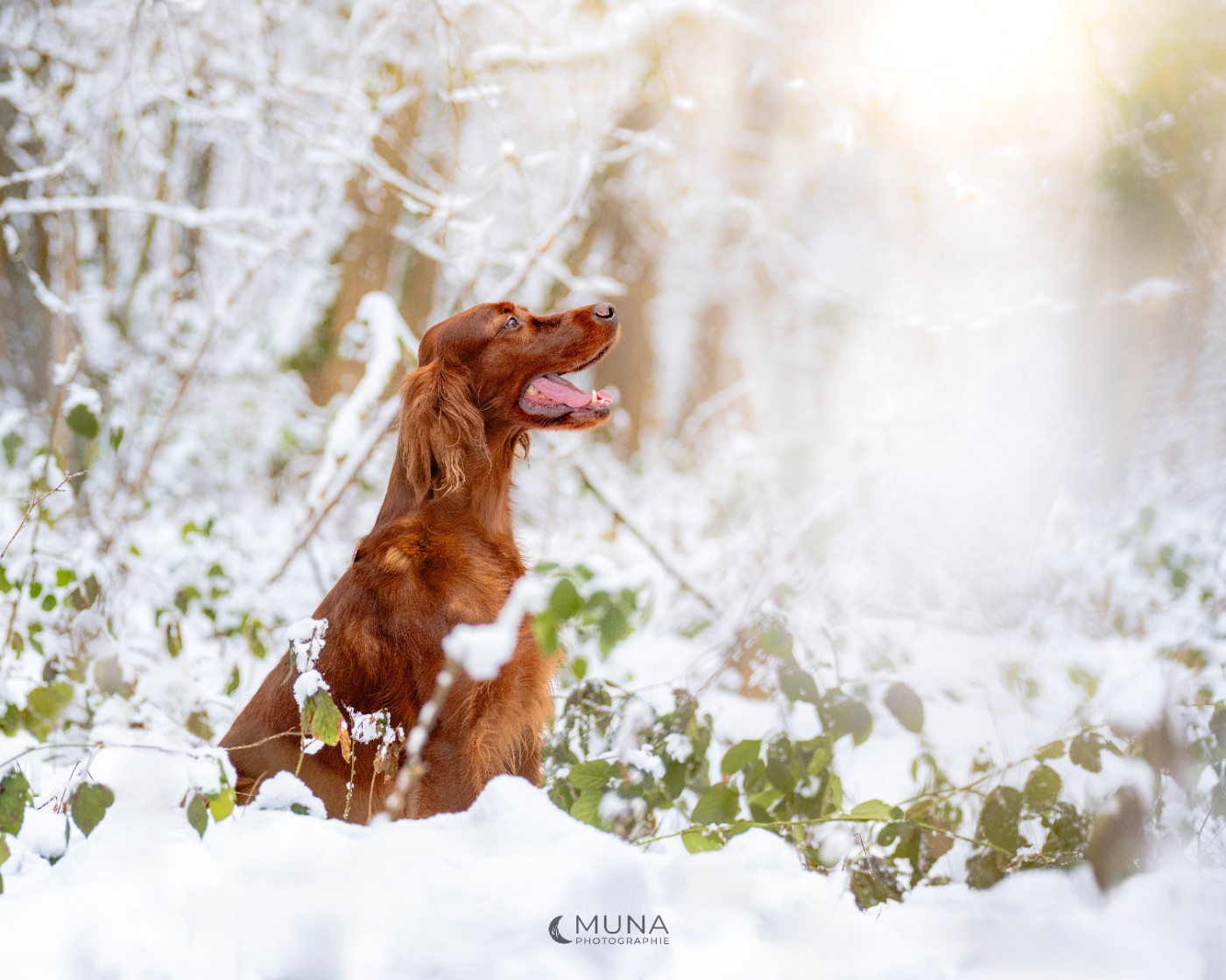 TR. CH. Teelin the way of my heart Du Domaine Du Fuchsberg