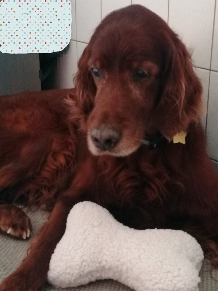 Le 10 Novembre 2025 : Glen fête ses 14,5 ans