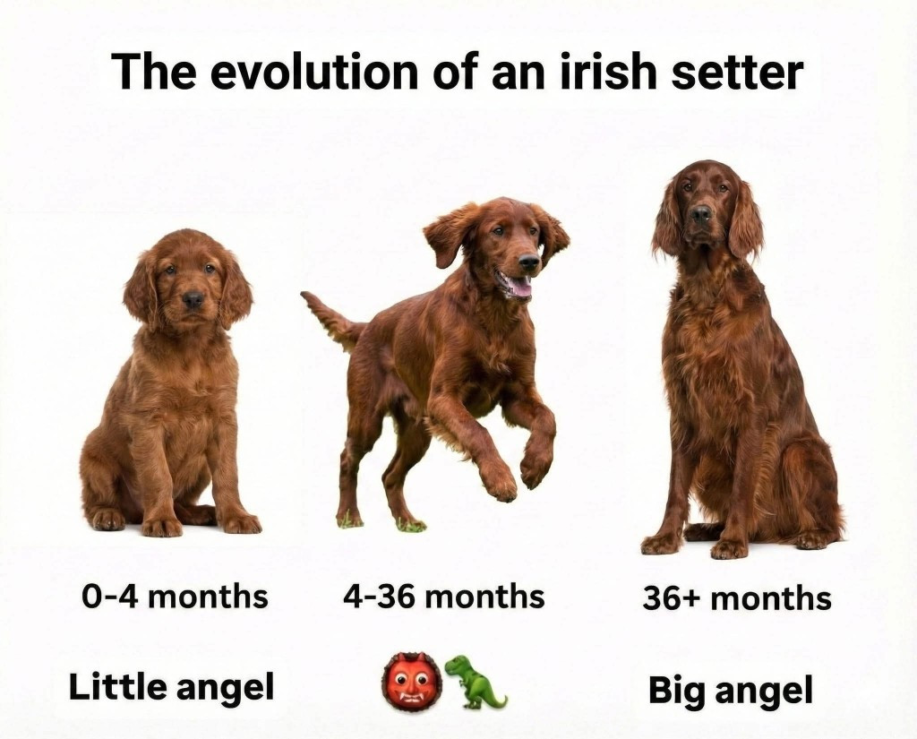 L'évolution du Setter Irlandais