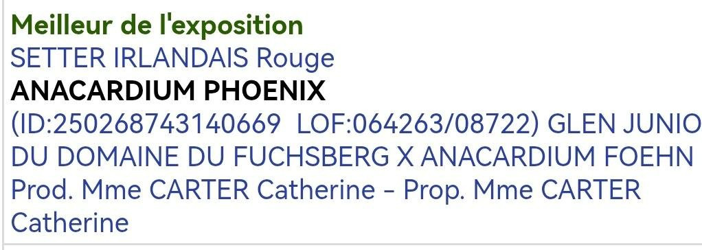 Du Domaine Du Fuchsberg - ANACARDIUM PHOENIX, un fils de Glen, fait le BEST IN SHOW