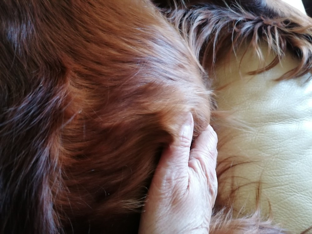 Câlinous des Bébés Bonheur et leur maman Teelin