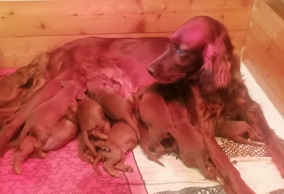 Du Domaine Du Fuchsberg - Les Bébés bonheur sont nés le 6 mai 2026