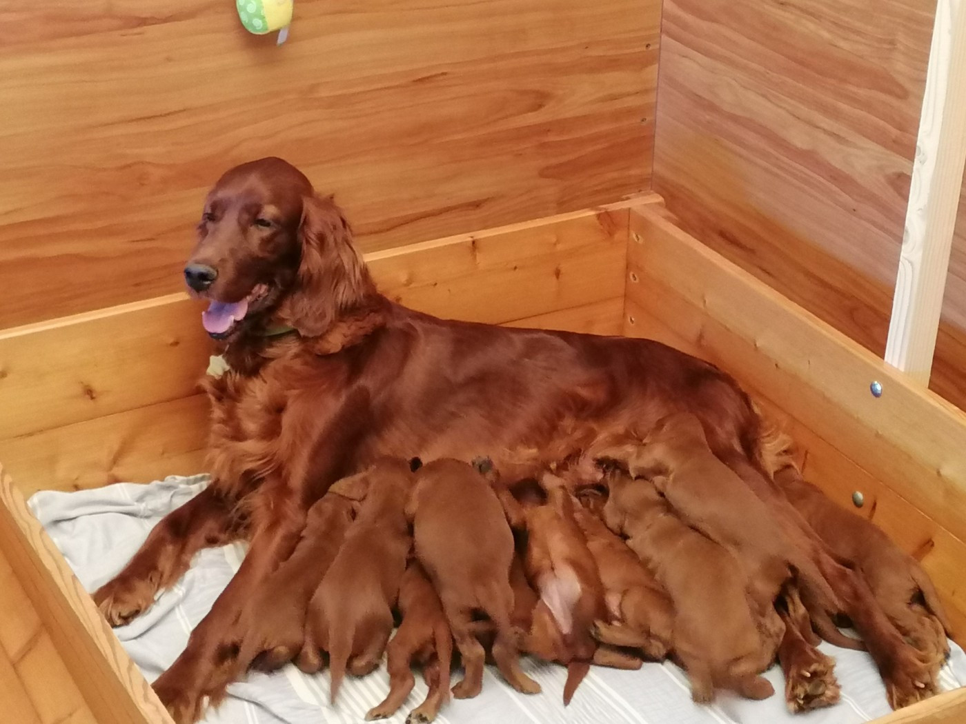 Bébés Bonheur news :