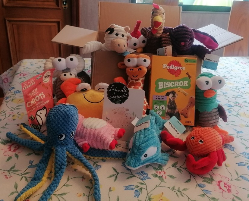 Du Domaine Du Fuchsberg - Arrivée d'un colis rempli de cadeaux pour notre famille canine