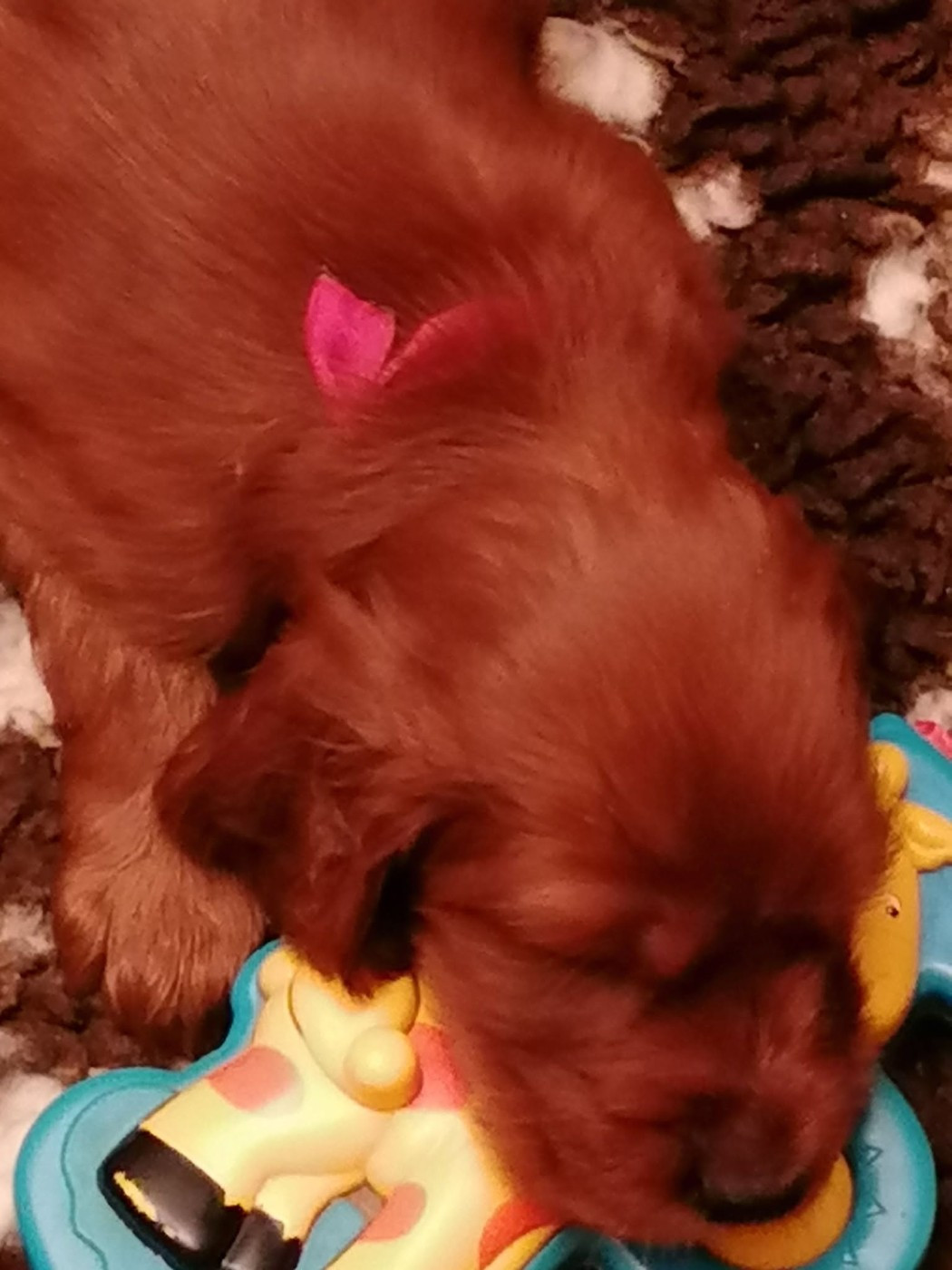 Bébés Bonheur news : Melle Rose Foncé