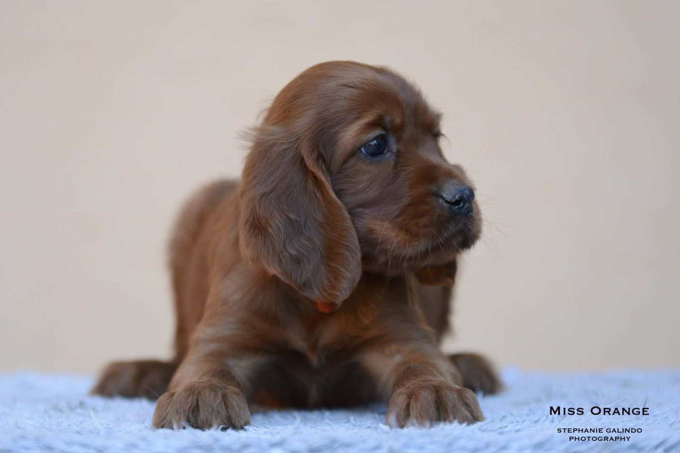Nouvelles photos de Bébés Bonheur en ligne, rubrique chiots
