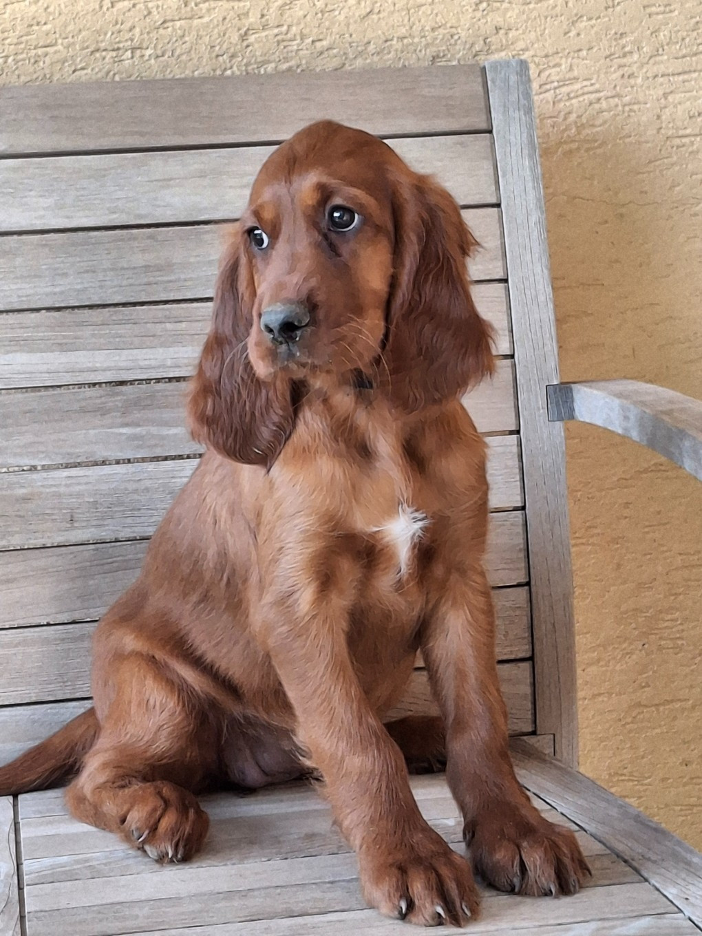 Bedelia, un petit coeur disponible pour famille aimante