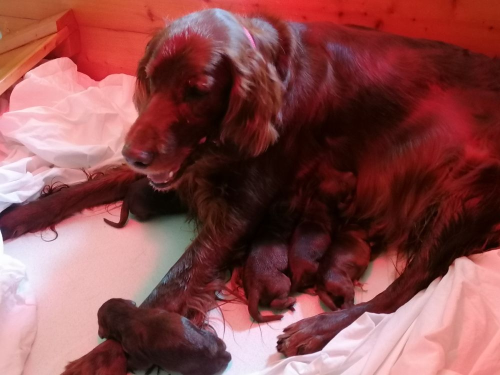 Du Domaine Du Fuchsberg - 10 JUIN 2025 : Naissance des Amazing Baby's