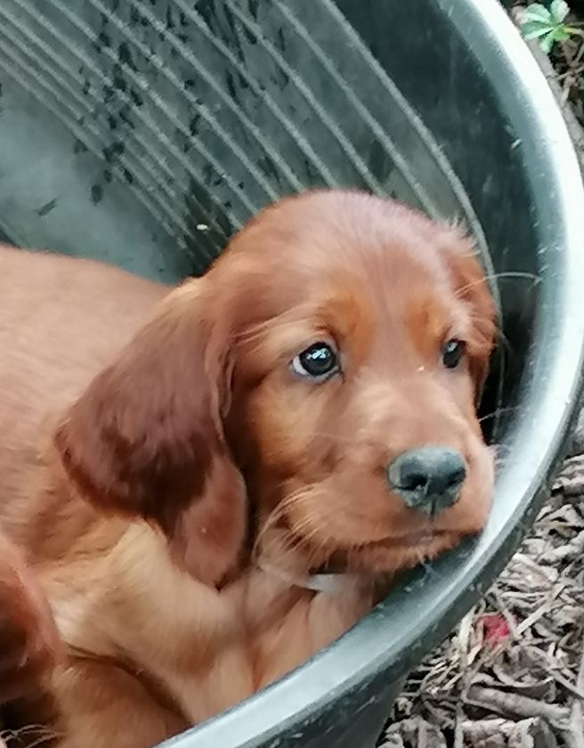 Du Domaine Du Fuchsberg - Notre Amazing Girl Rose est disponible