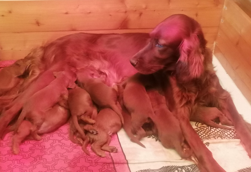 Chiot Setter irlandais rouge Du Domaine Du Fuchsberg