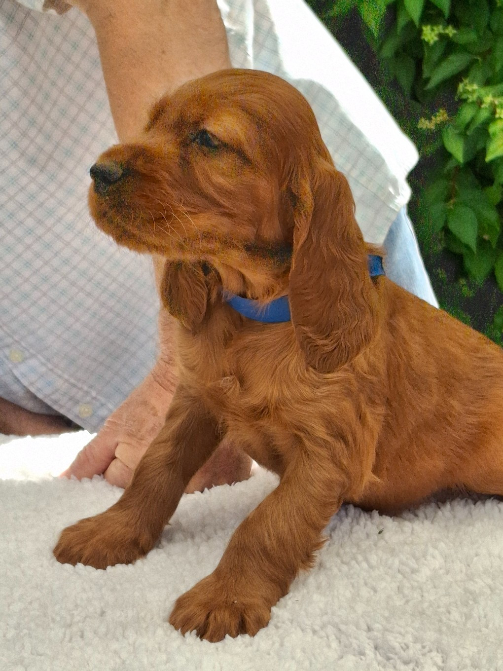 Du Domaine Du Fuchsberg - Chiots disponibles - Setter irlandais rouge