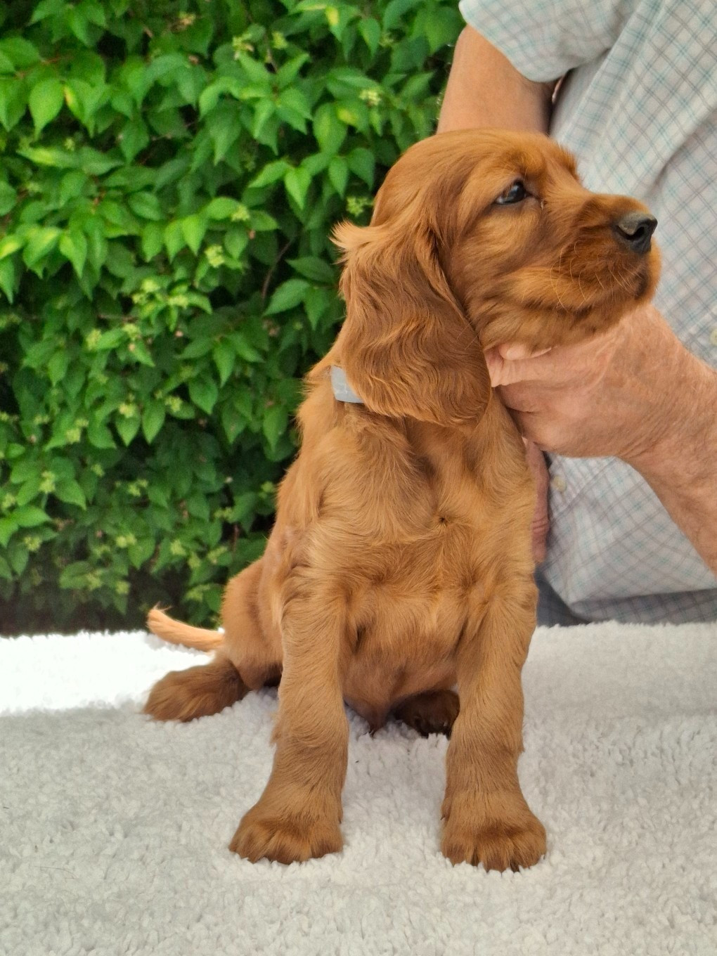 Du Domaine Du Fuchsberg - Chiots disponibles - Setter irlandais rouge