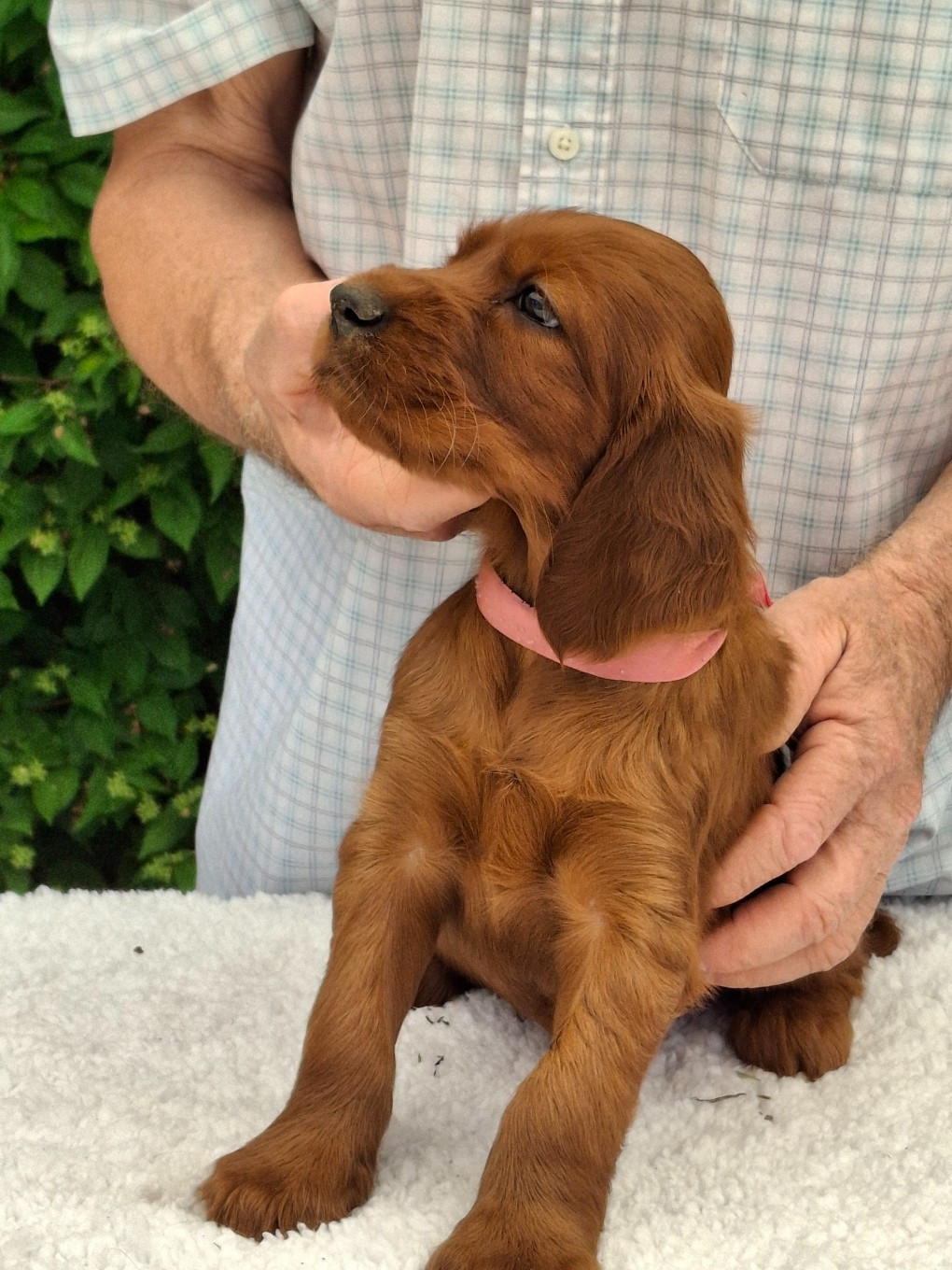 Du Domaine Du Fuchsberg - Chiots disponibles - Setter irlandais rouge