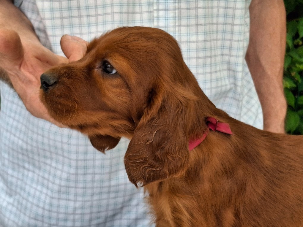 Du Domaine Du Fuchsberg - Chiots disponibles - Setter irlandais rouge