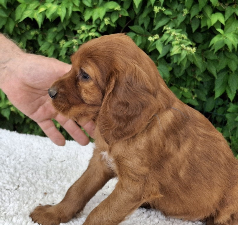 Du Domaine Du Fuchsberg - Chiots disponibles - Setter irlandais rouge