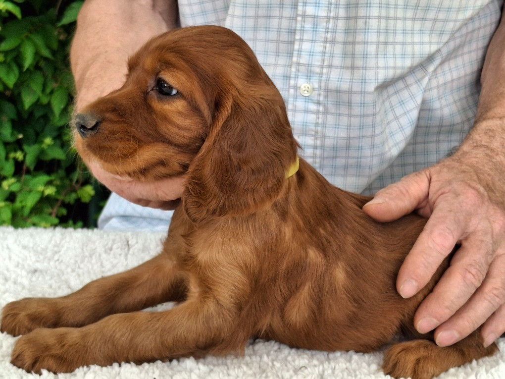 Du Domaine Du Fuchsberg - Chiots disponibles - Setter irlandais rouge
