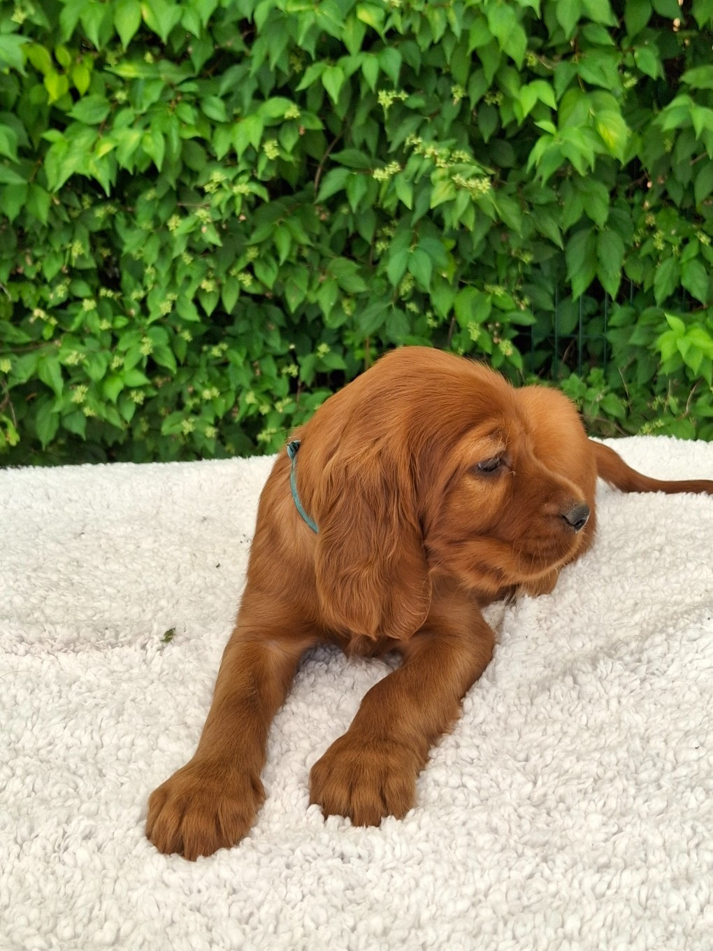 Du Domaine Du Fuchsberg - Chiots disponibles - Setter irlandais rouge