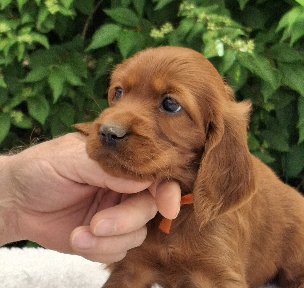 Du Domaine Du Fuchsberg - Chiots disponibles - Setter irlandais rouge