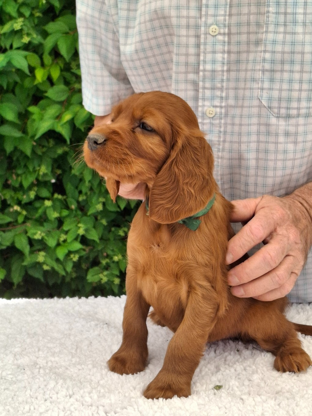 Du Domaine Du Fuchsberg - Chiots disponibles - Setter irlandais rouge