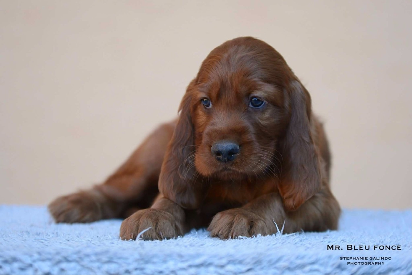 Du Domaine Du Fuchsberg - Chiots disponibles - Setter irlandais rouge