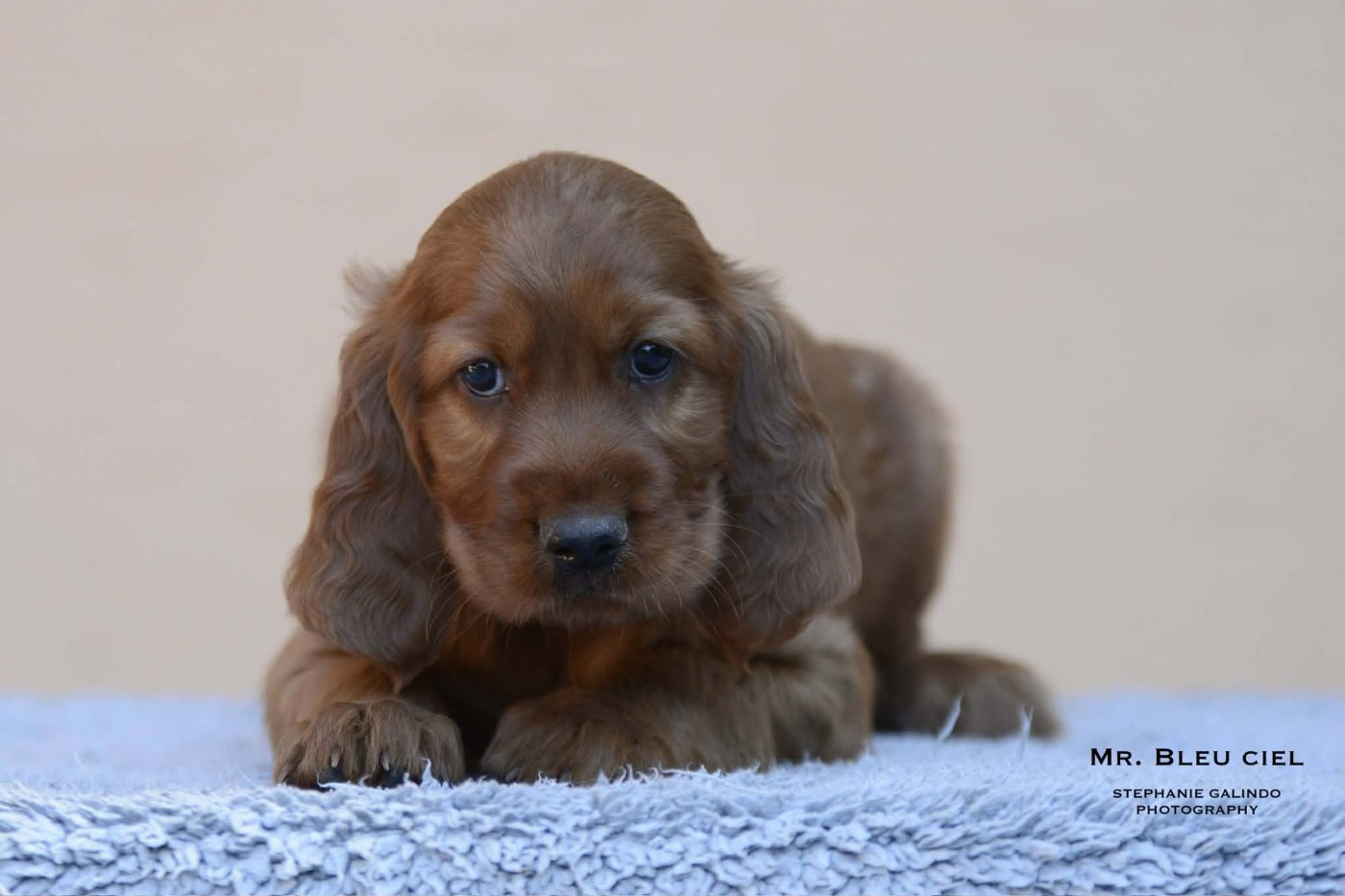 Du Domaine Du Fuchsberg - Chiots disponibles - Setter irlandais rouge