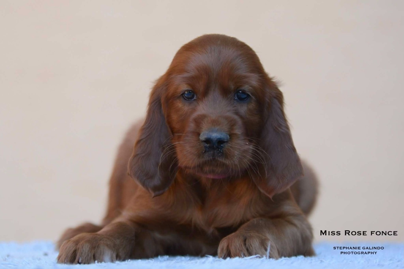 Du Domaine Du Fuchsberg - Chiots disponibles - Setter irlandais rouge