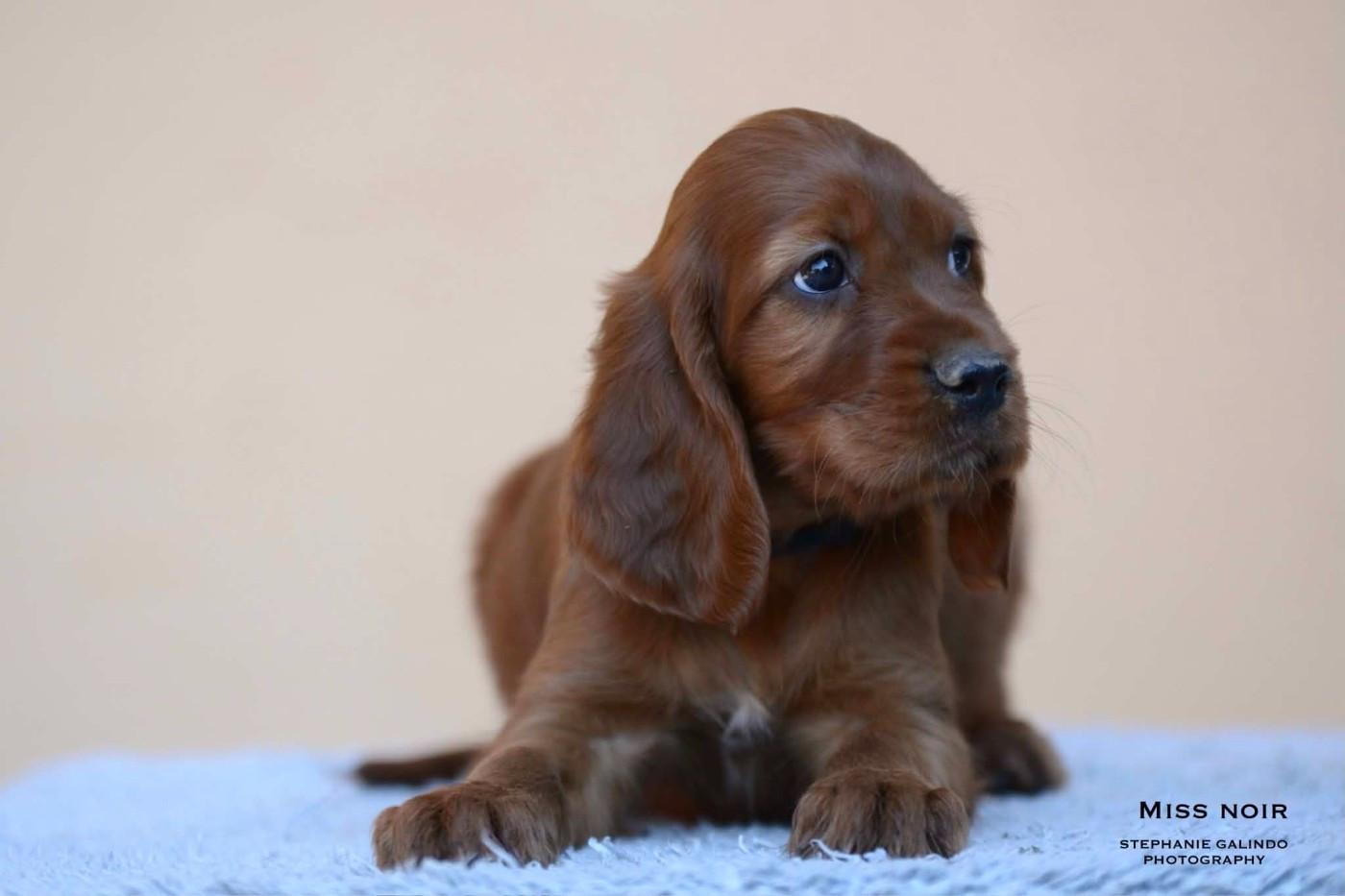 Du Domaine Du Fuchsberg - Chiots disponibles - Setter irlandais rouge