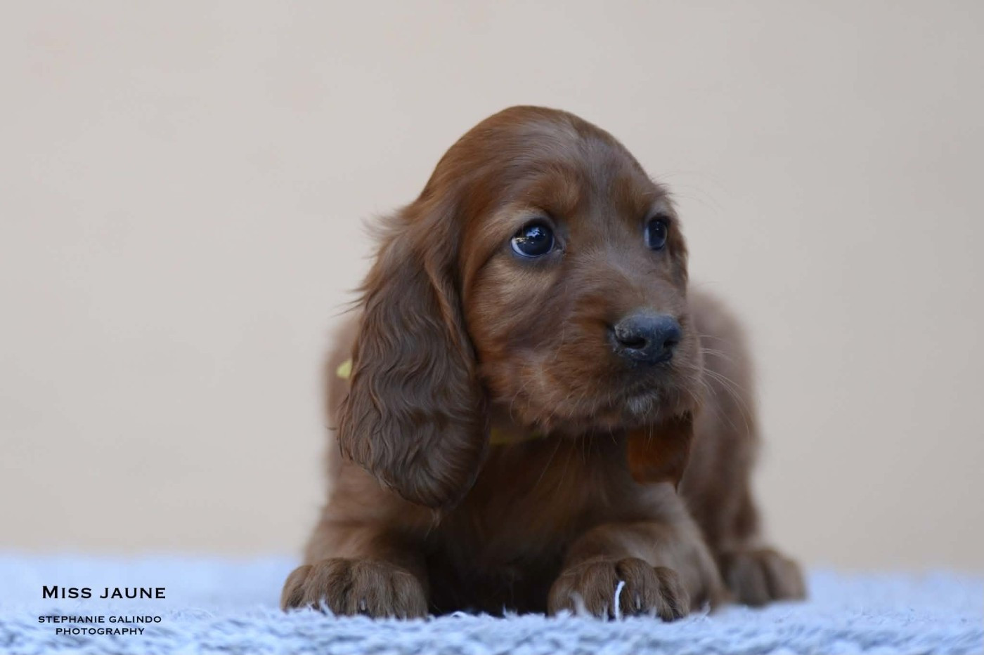 Du Domaine Du Fuchsberg - Chiots disponibles - Setter irlandais rouge