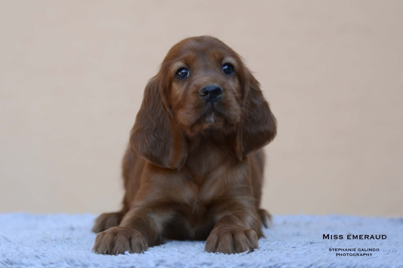 Du Domaine Du Fuchsberg - Chiots disponibles - Setter irlandais rouge