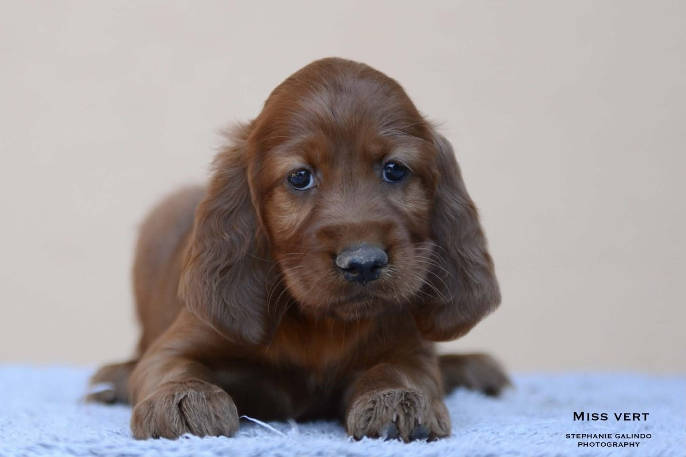 Du Domaine Du Fuchsberg - Chiots disponibles - Setter irlandais rouge